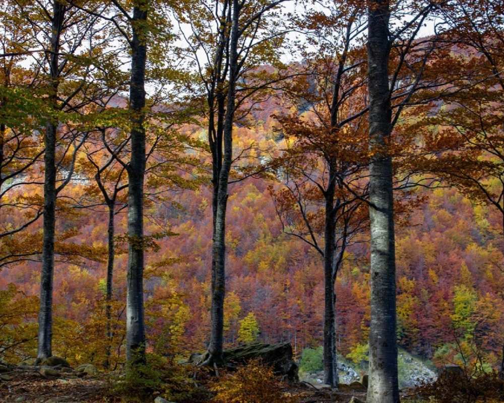 Forest of colorful beech trees