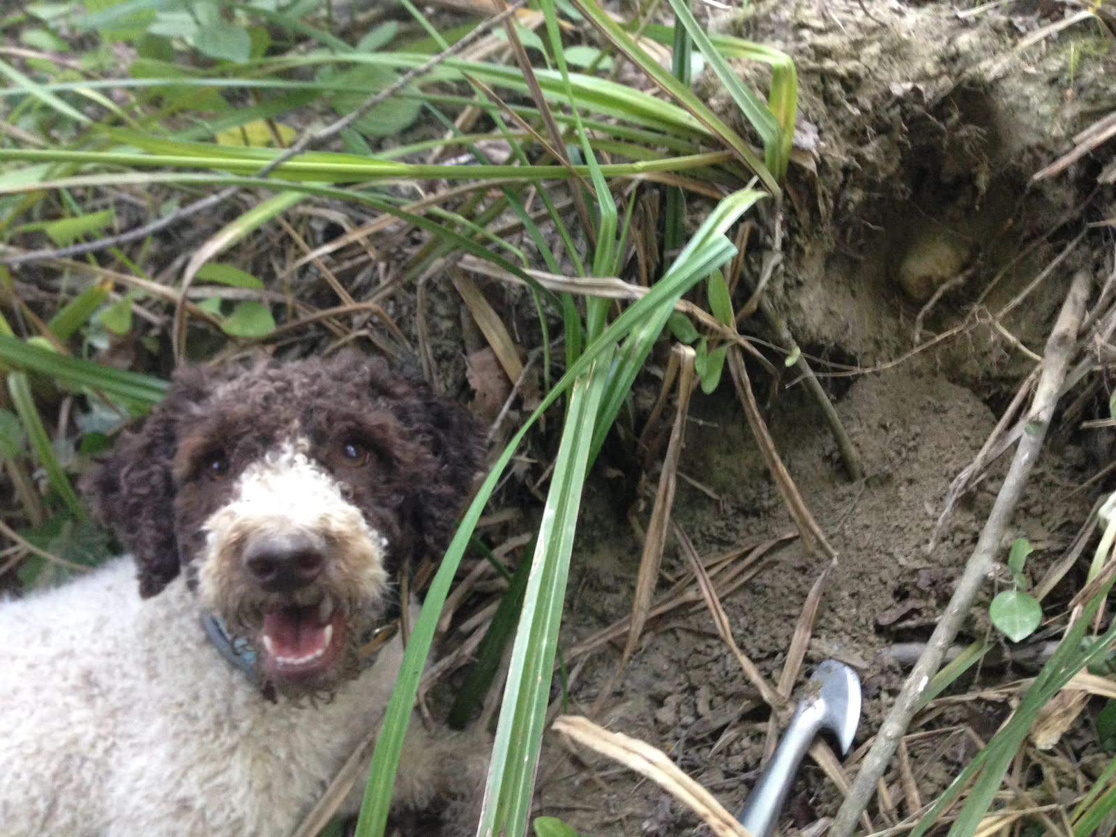 Un'esperienza autentica di caccia al tartufo in Val d'Elsa