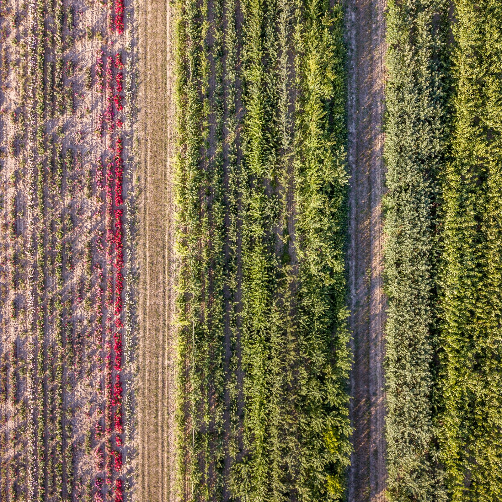 agricola in permacultura San Donato in Bellaria