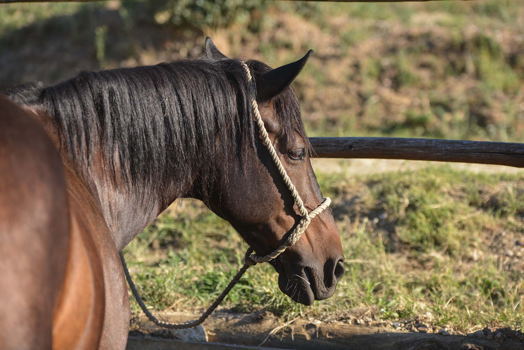 A relaxing weekend between horses, wineries and beauty