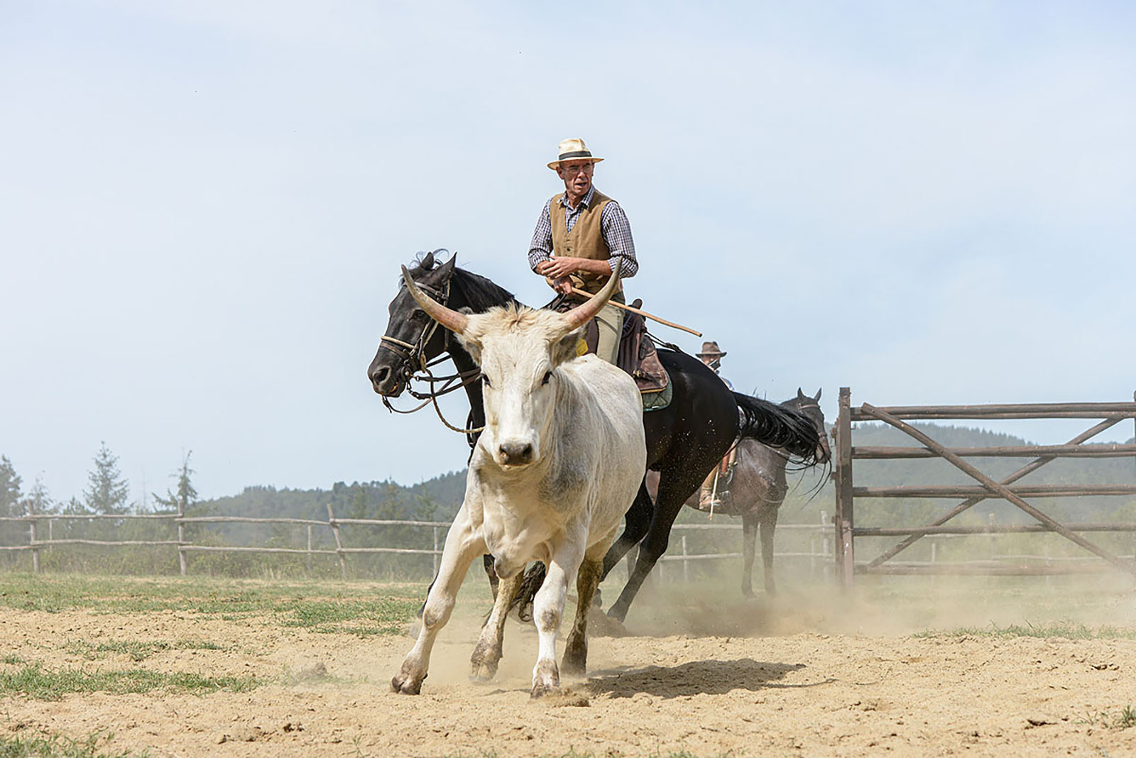 Three days as a Buttero in the hills of Cavriglia