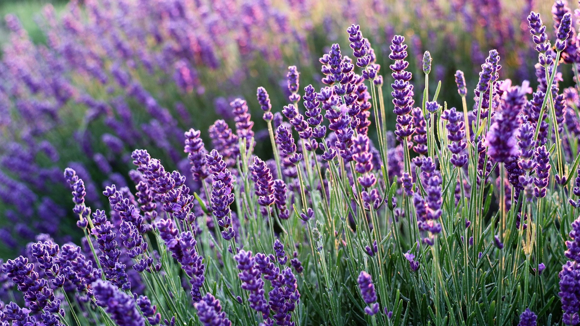 Along the itinerary we will meet lavender crops and discover a diversity of vegetation typical of the Colline Pisane