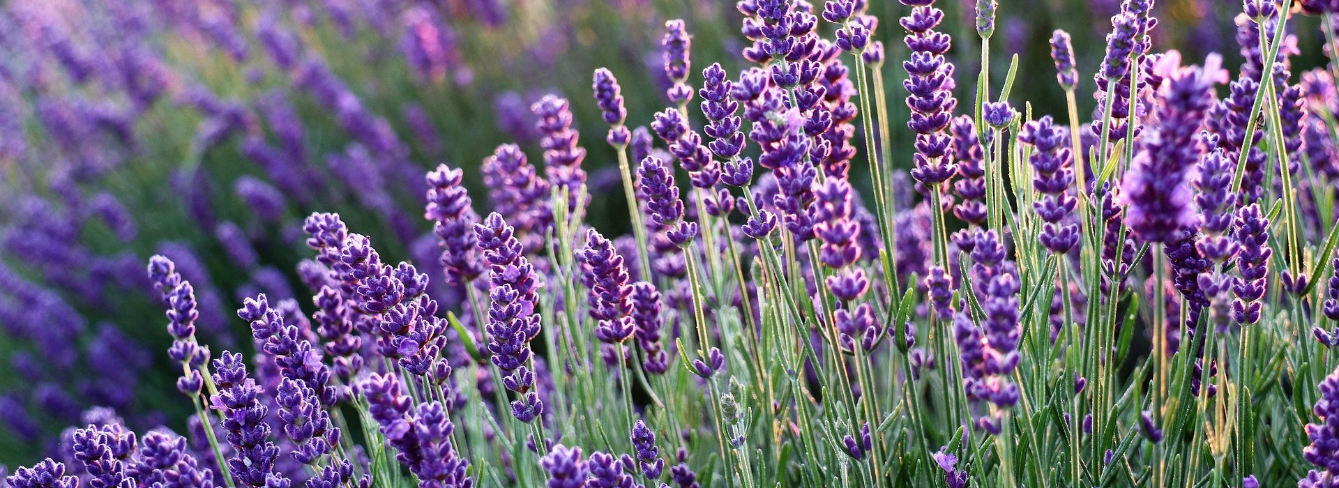 Along the itinerary we will meet lavender crops and discover a diversity of vegetation typical of the Colline Pisane