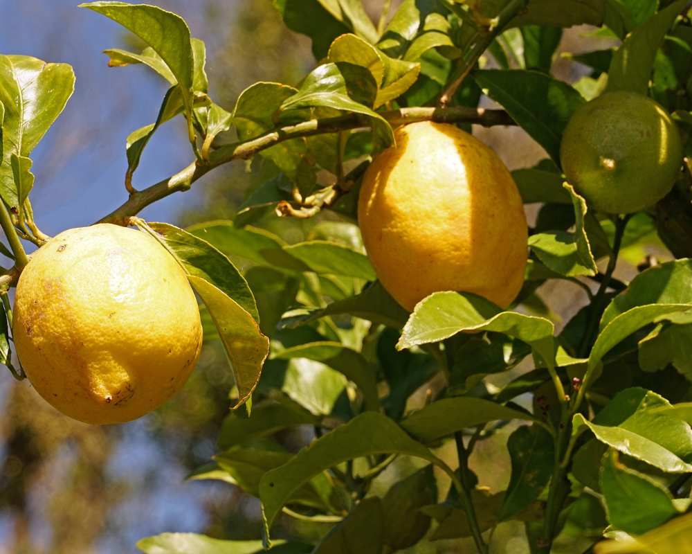 Albero del limone