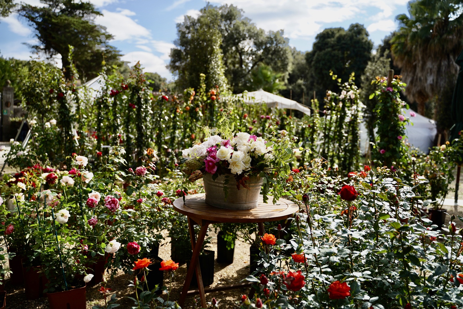 Immagine di fiori e piante durante la mostra mercato