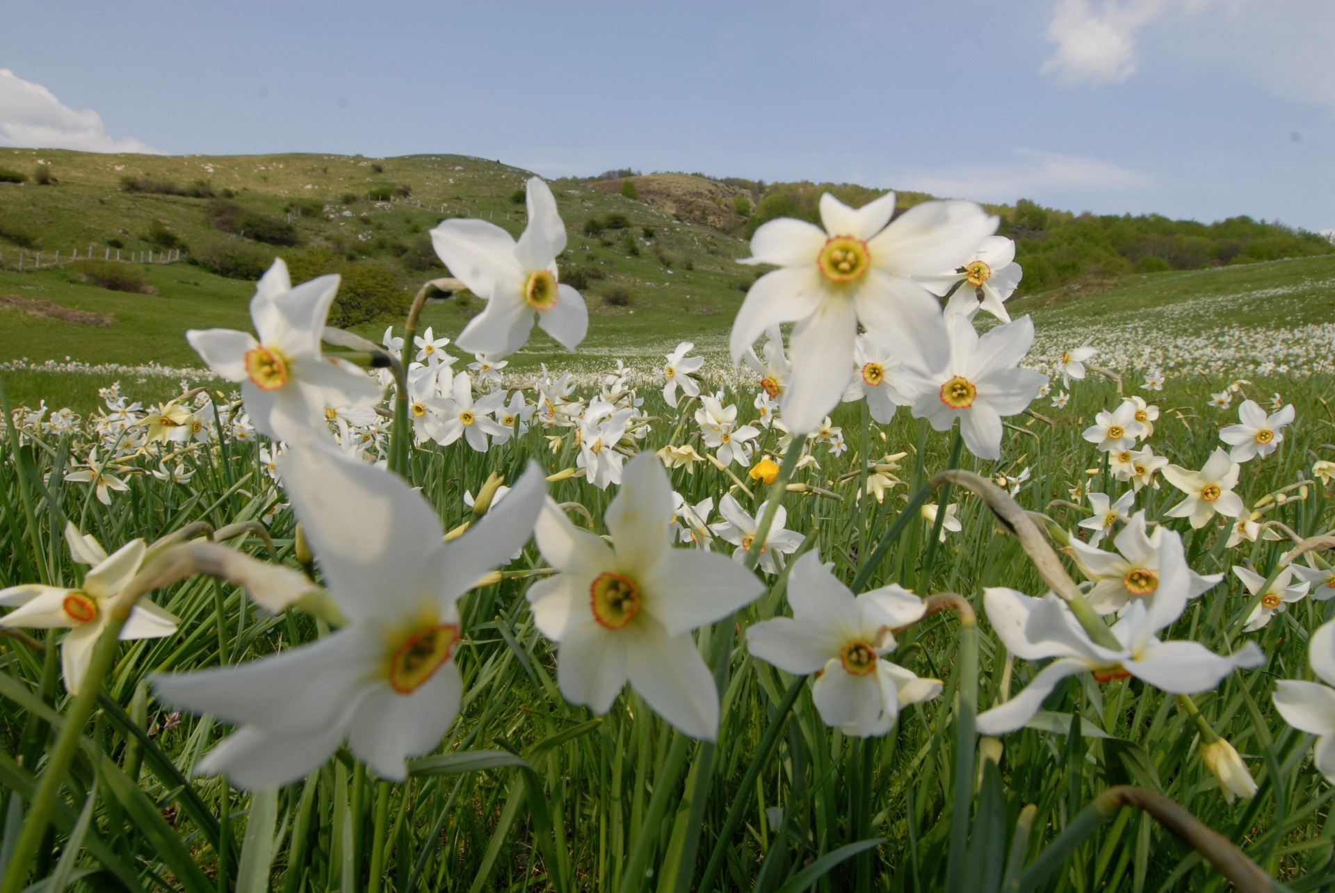 Jonquilles en fleurs dans les Prati di Logarghena