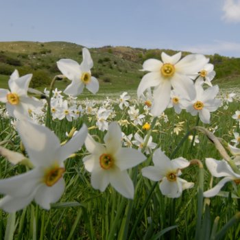Daffodils in bloom at the Logarghena meadows