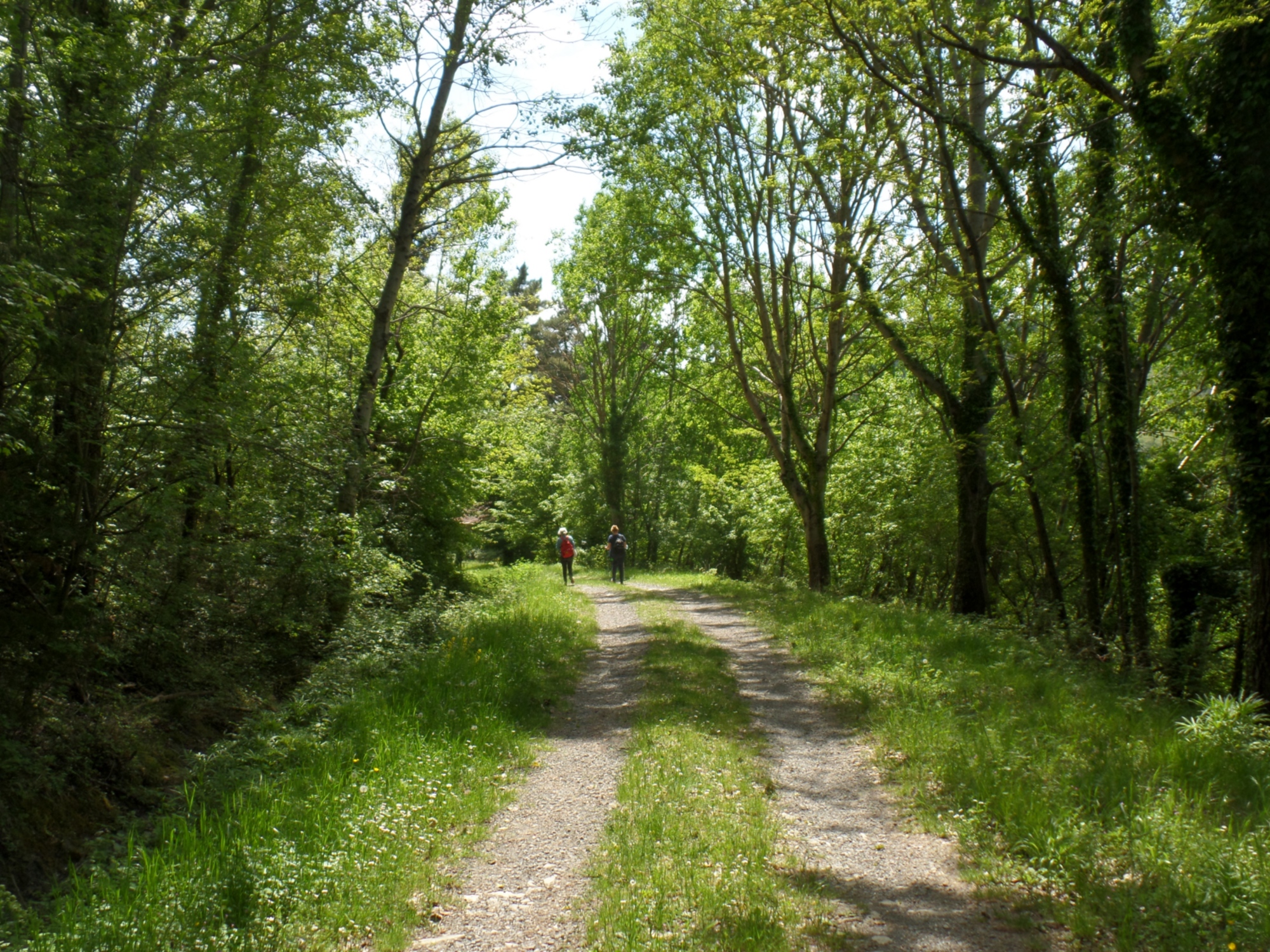 Sendero en Londa