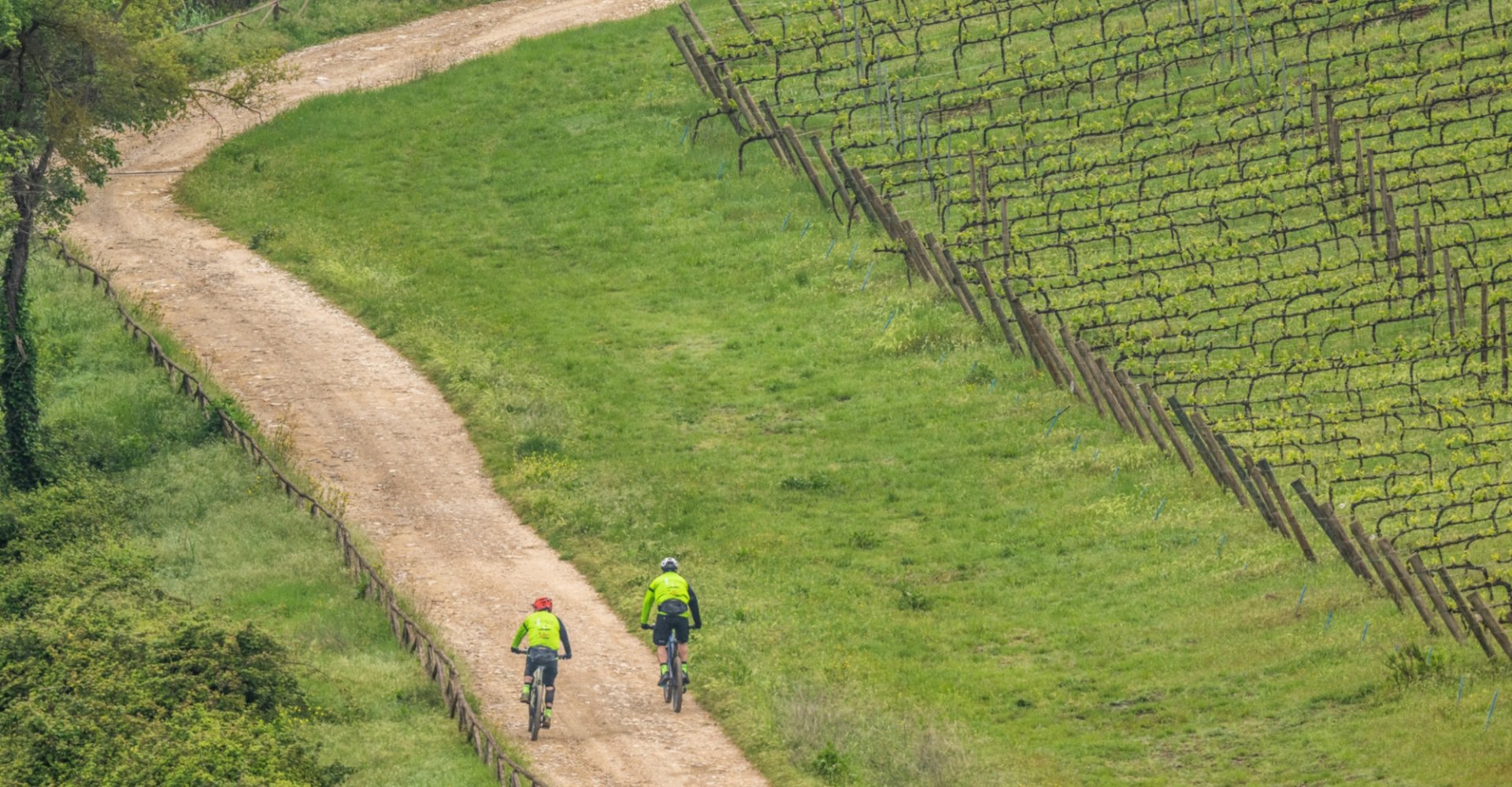 Cyclistes sur un chemin entouré de vignobles Cyclistes sur un chemin entouré de vignobles