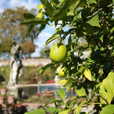 Gardens of Lucca Gardens of Lucca