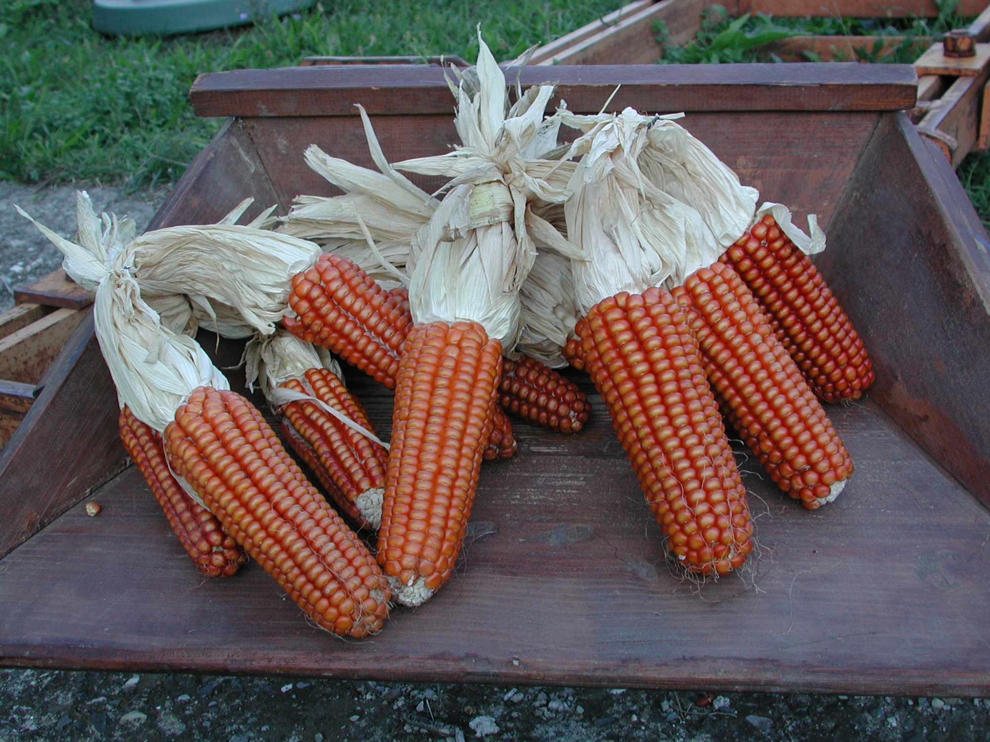 Maize from Garfagnana