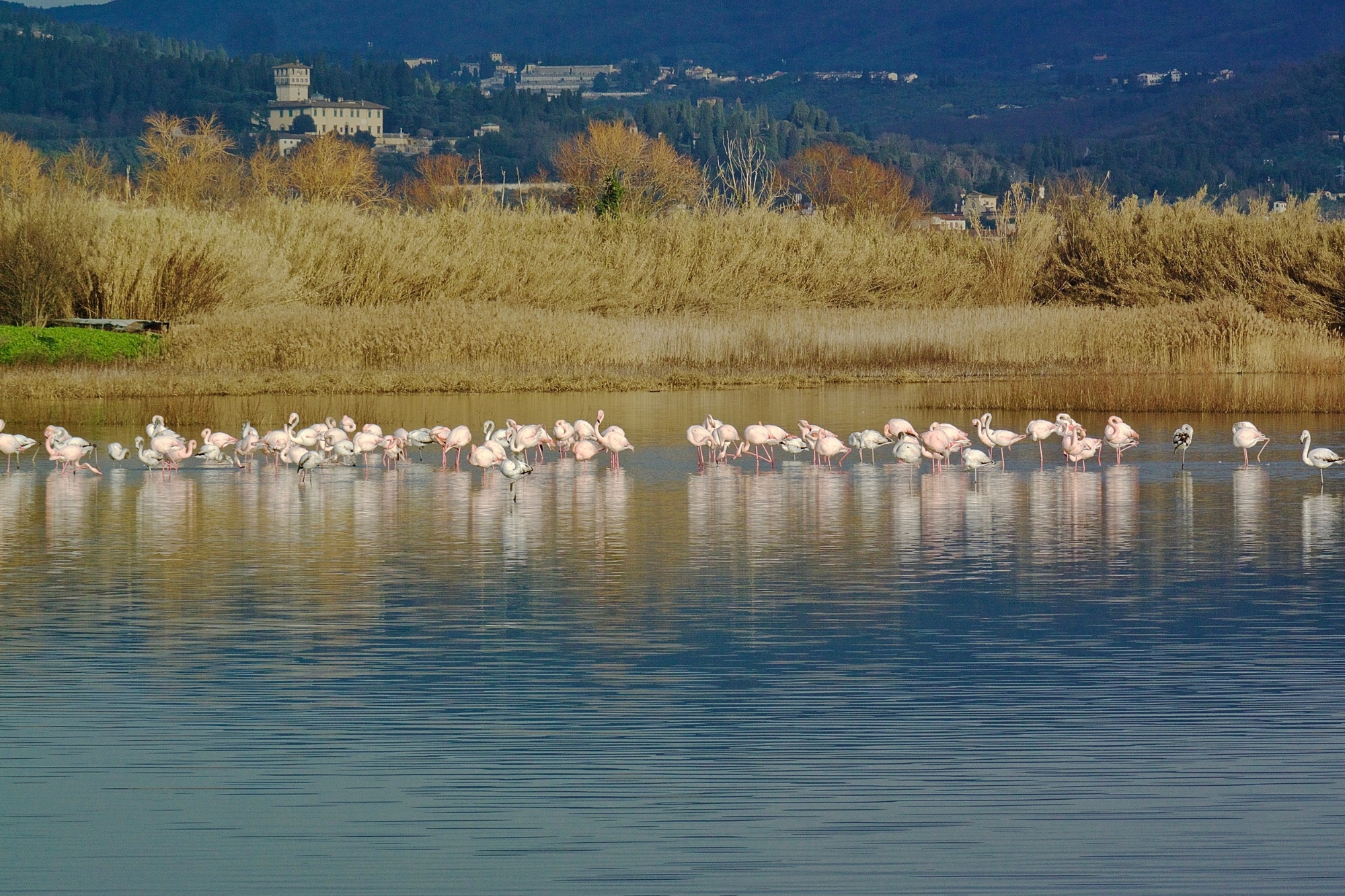 Fenicotteri rosa al Lago di Peretola