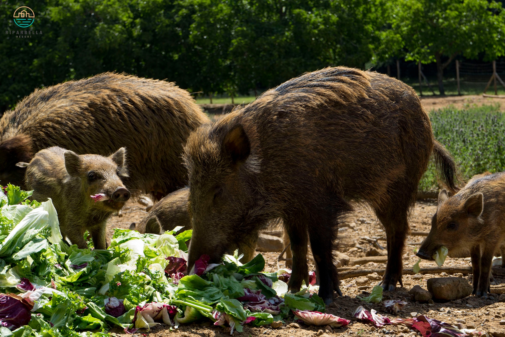 The wild boar enclosure
