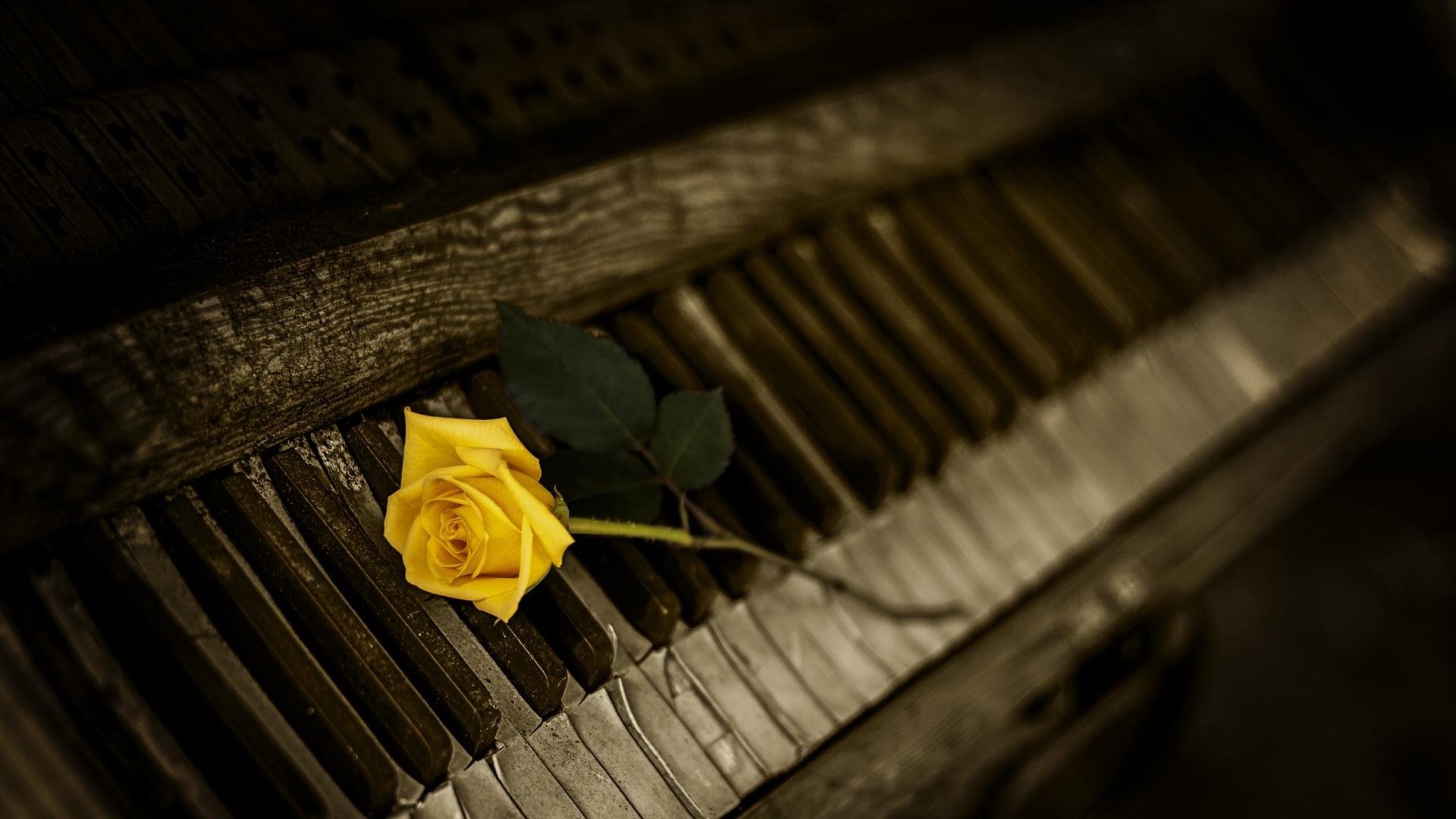 Immagine della tastiera di un pianoforte con una rosa gialla appoggiata sui tasti