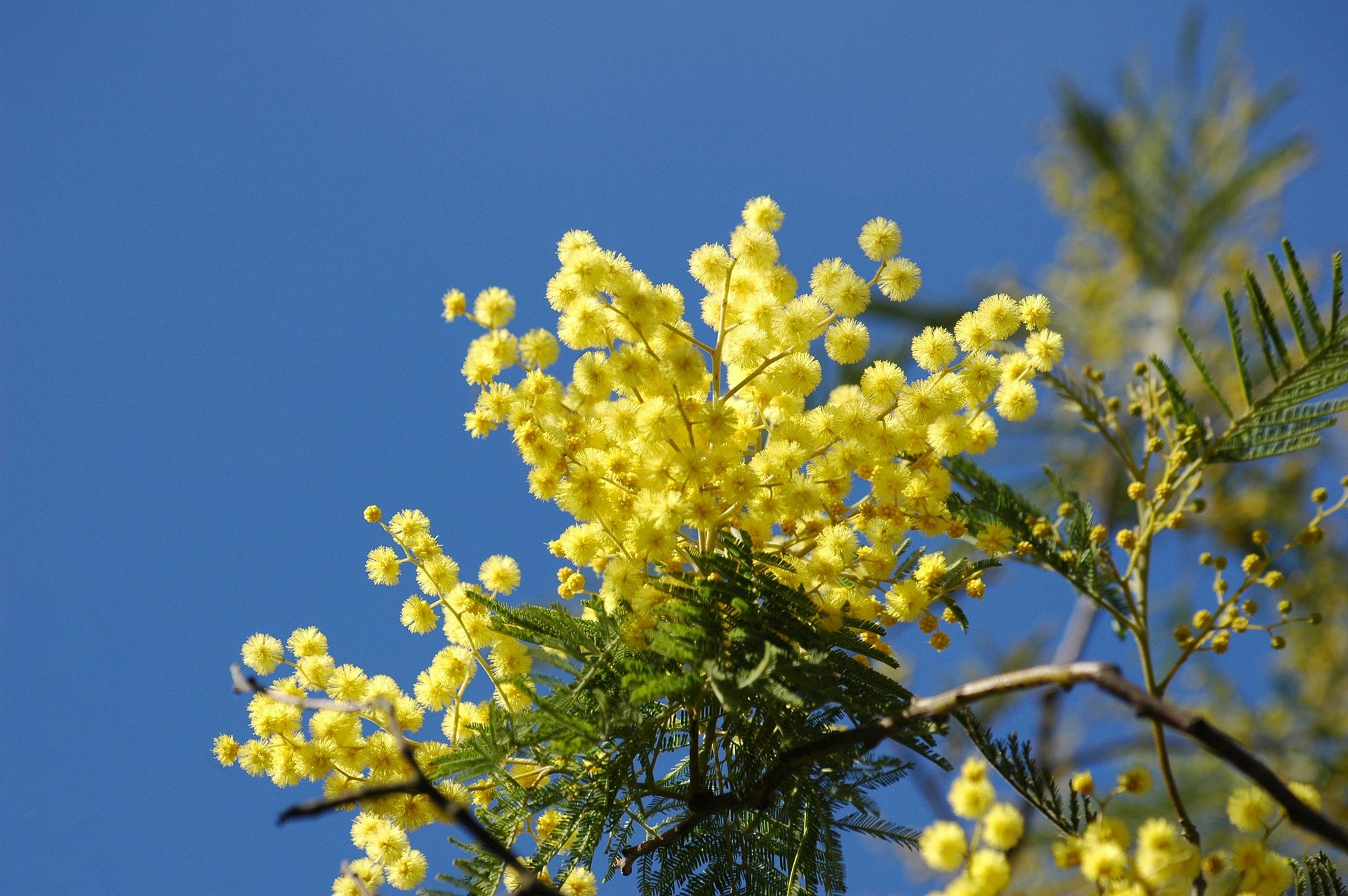 Mimosa fiorita su sfondo del cielo