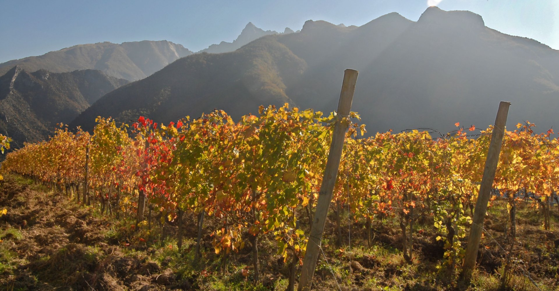 Los viñedos de Monte dei Banchi, Fivizzano