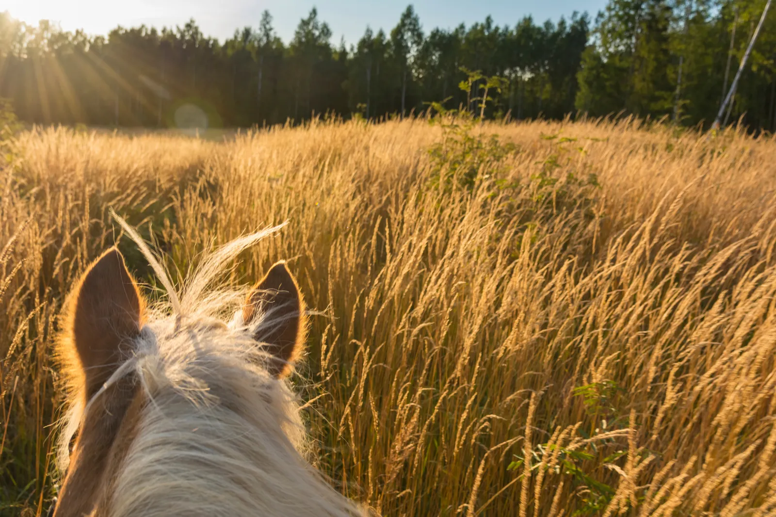 Horseback ride at the Santallago Estate