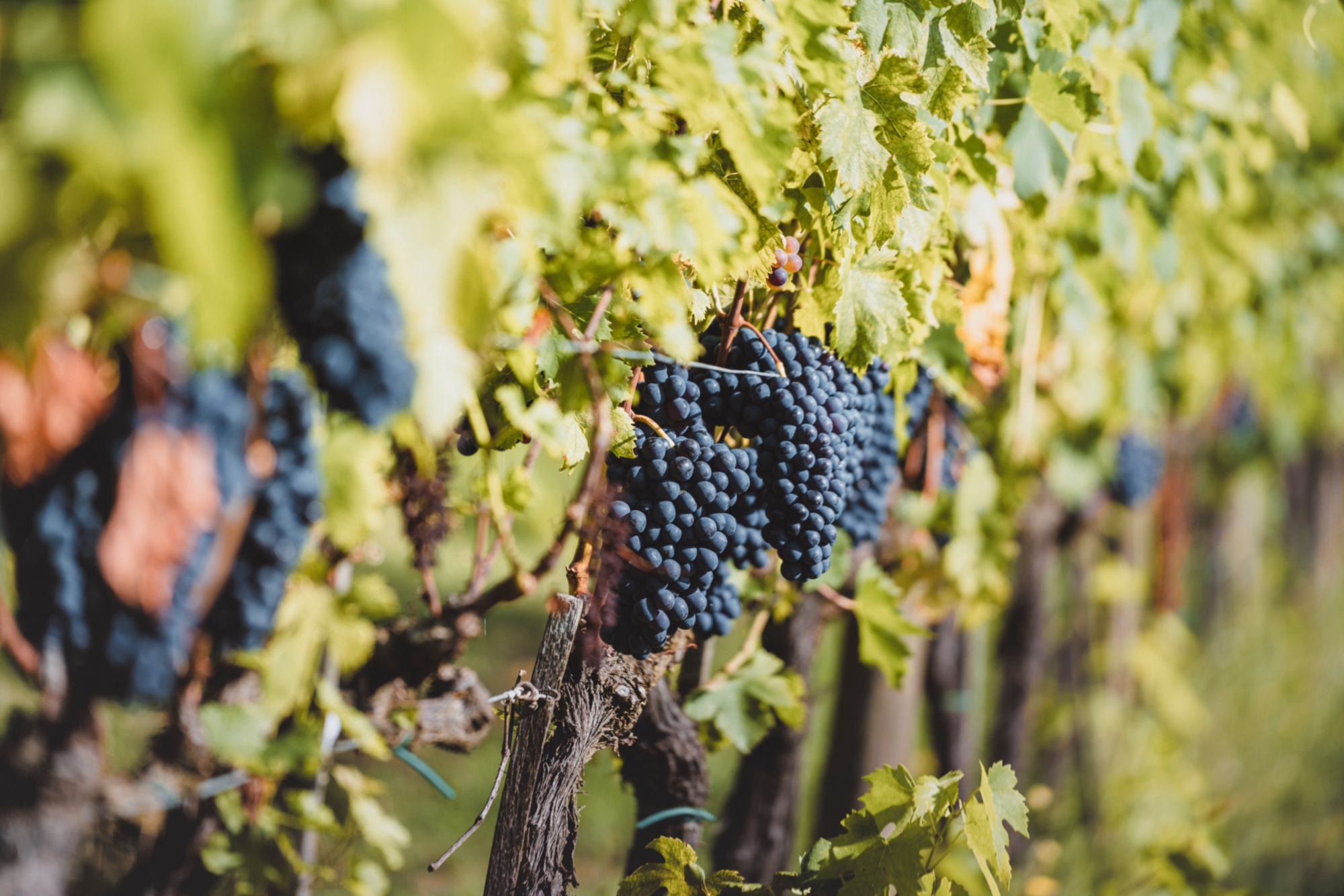 Tour di visita a due aziende produttrici del celebre Brunello di Montalcino con degustazione