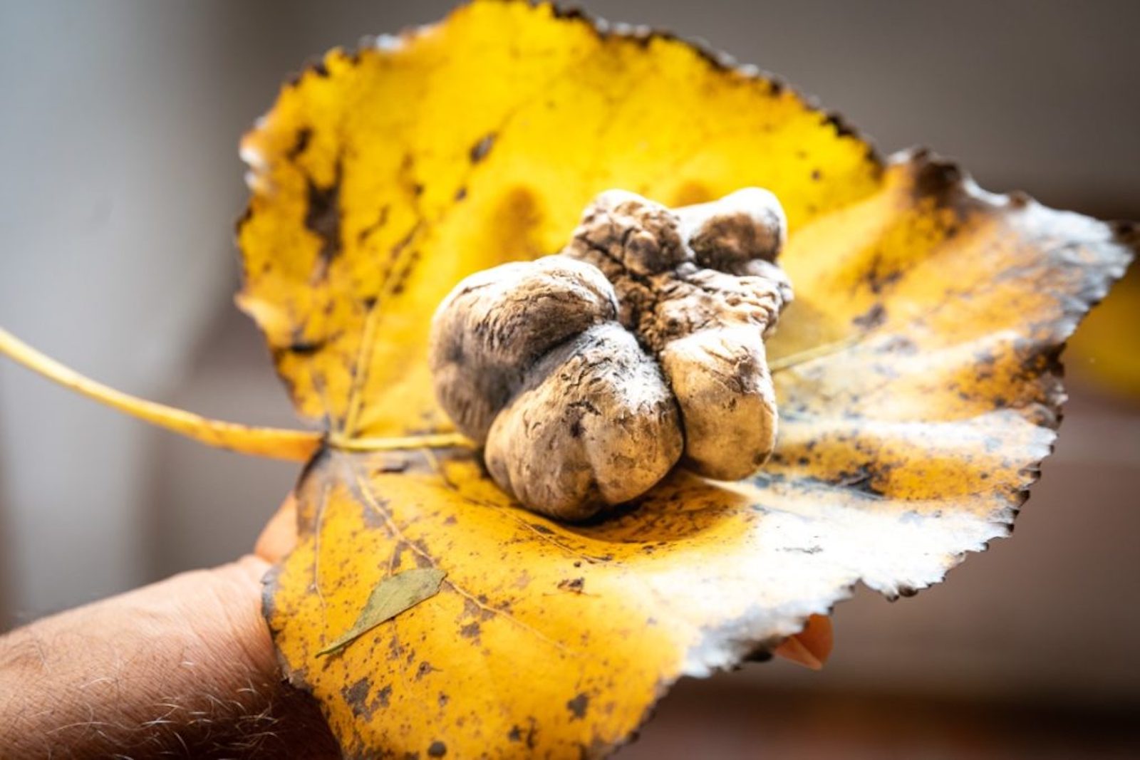 Truffle of the Val d'Orcia