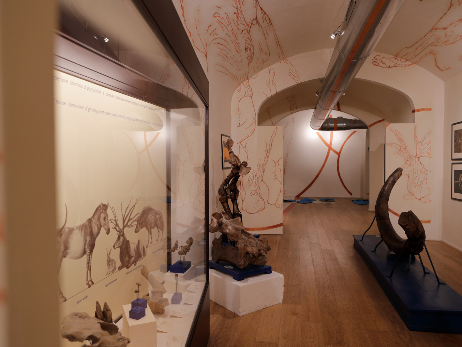 Une salle du musée paléontologique de Montevarchi À gauche, une vitrine avec quelques pièces et d’autres exposées le long du couloir.