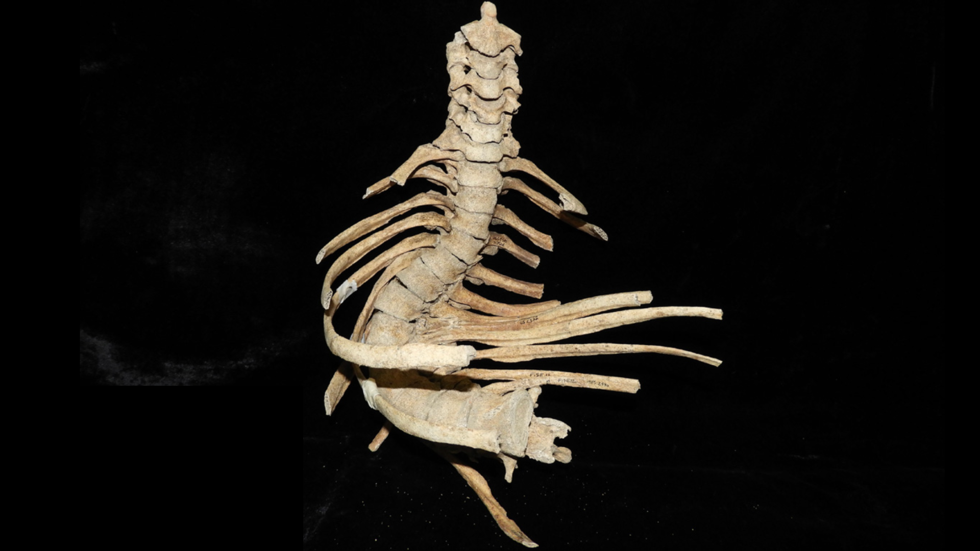 Immagine di un reperto osseo antico patologico