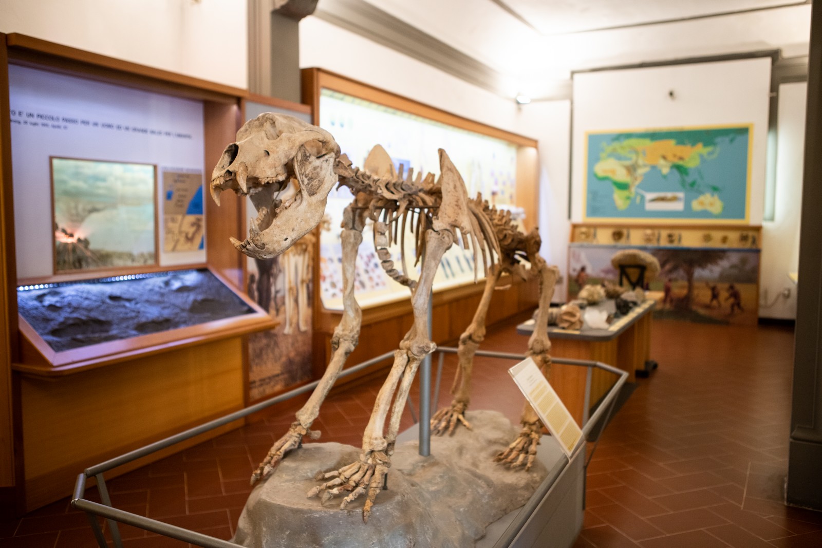 Museo Paleontologico di Empoli