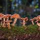 Occhio ai funghi: passeggiata nella Foresta di Vallombrosa