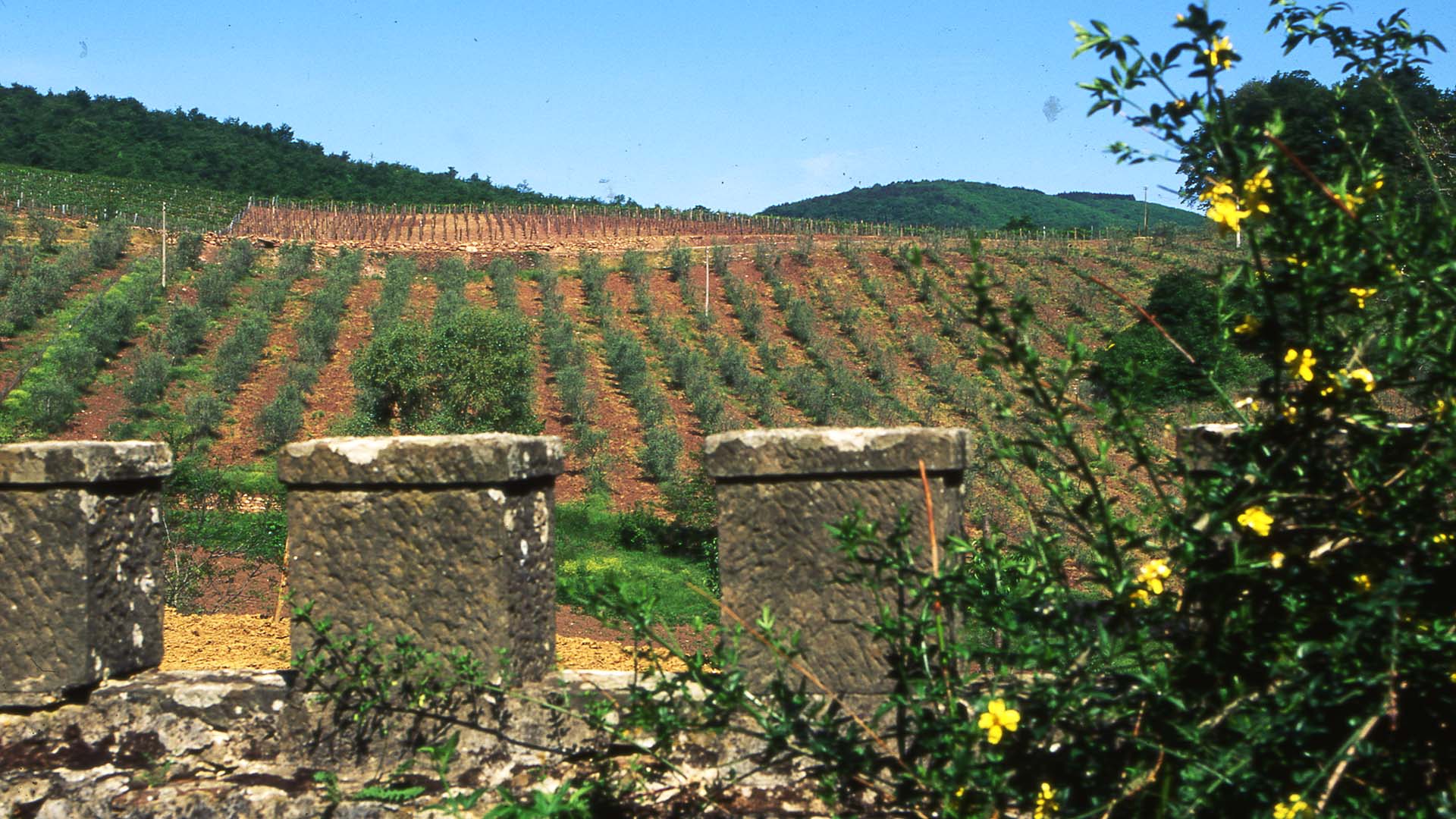 Tour di degustazione di vecchie annate di Chianti Classico Riserva