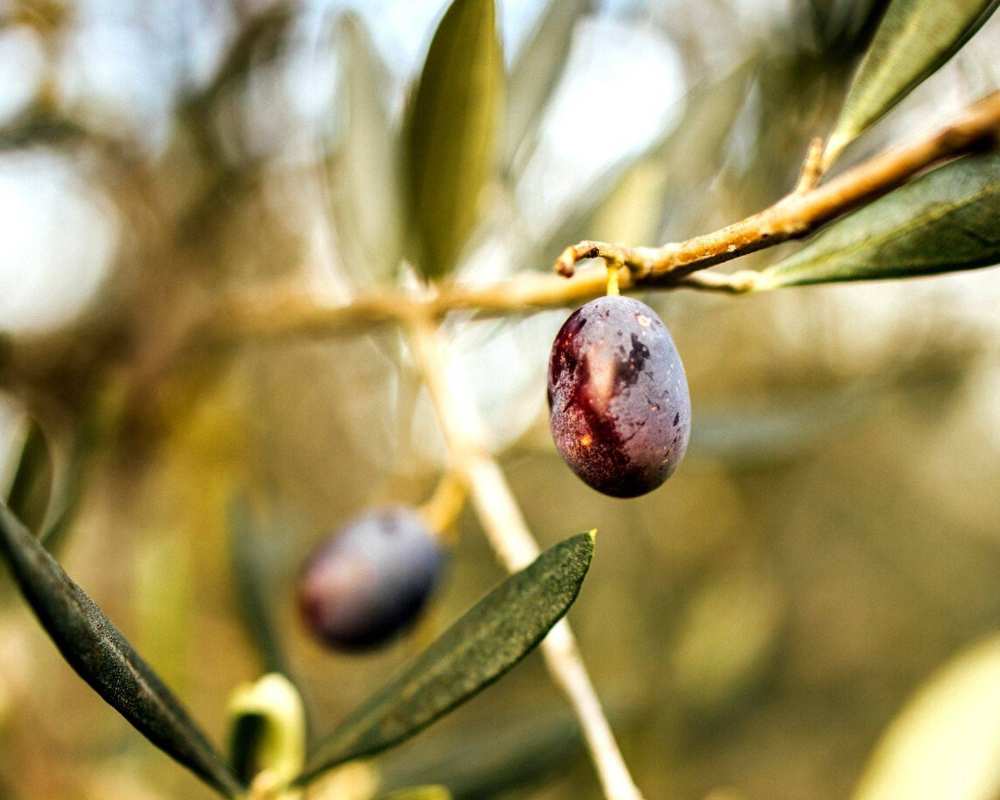 Die Oliven des Valdichiana bei Arezzo