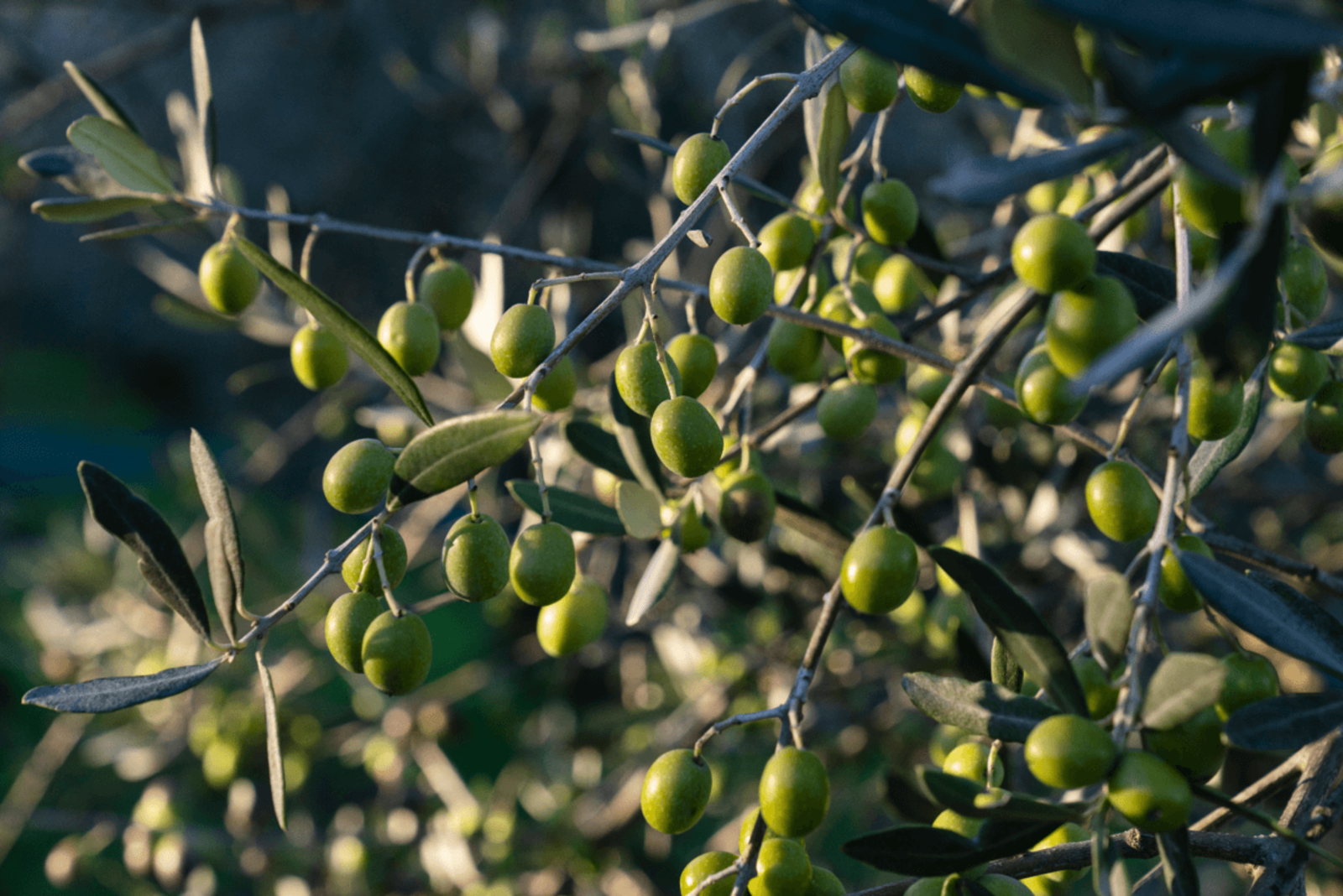 Las aceitunas