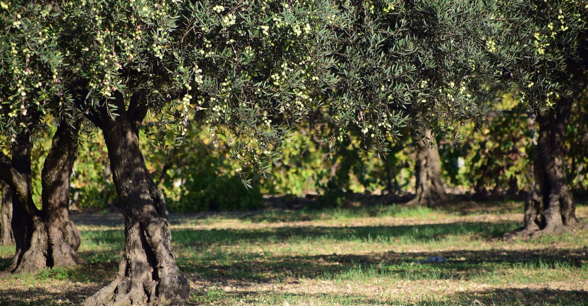olives-1752199_1920.jpg