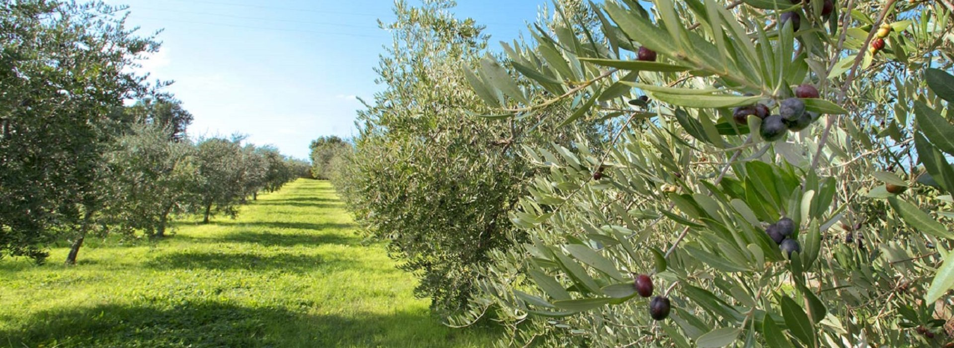Weekend in Costa degli Etruschi alla scoperta dell'olio d'oliva Toscano