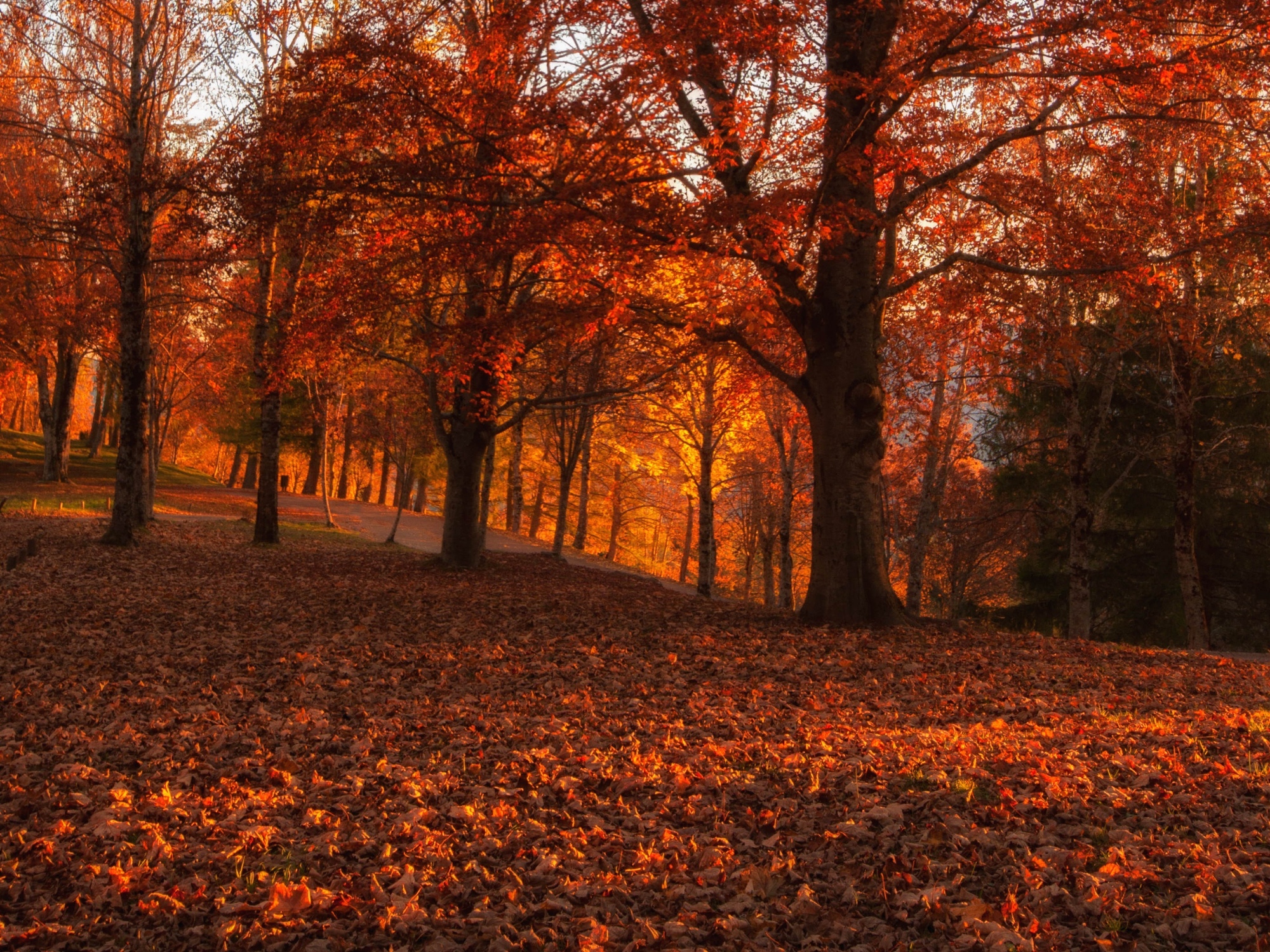 Il Parco dell'Orecchiella in autunno