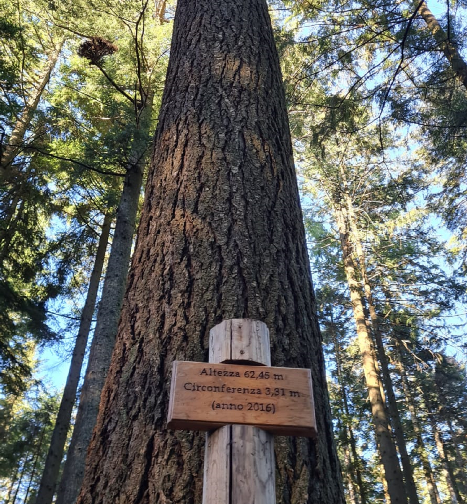 L' albero più alto d'Italia