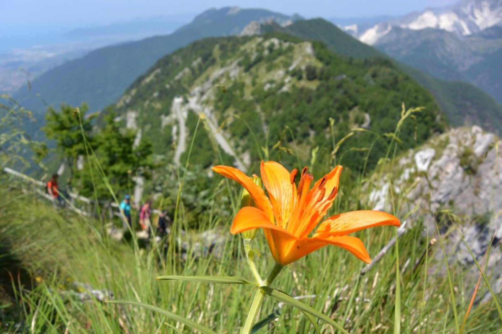 Orto Botanico delle Alpi Apuane \"Pellegrini-Ansaldi\"