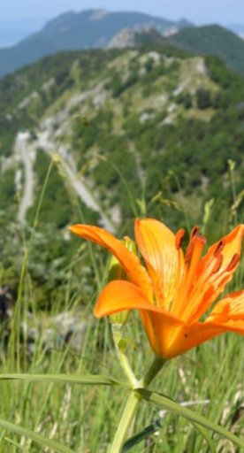 Orto Botanico delle Alpi Apuane \"Pellegrini-Ansaldi\"