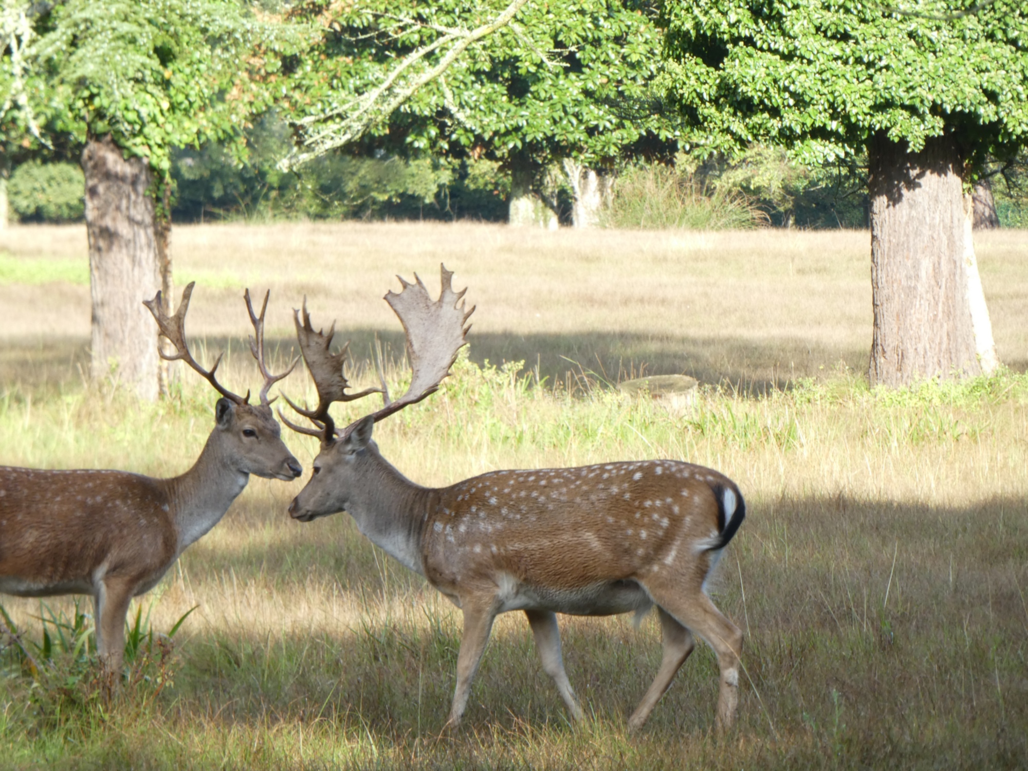 Trekking nella natura nel parco di San Rossore fino al mare