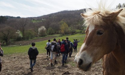 Ragazzi in un campo con in primo piano il muso di un cavallo