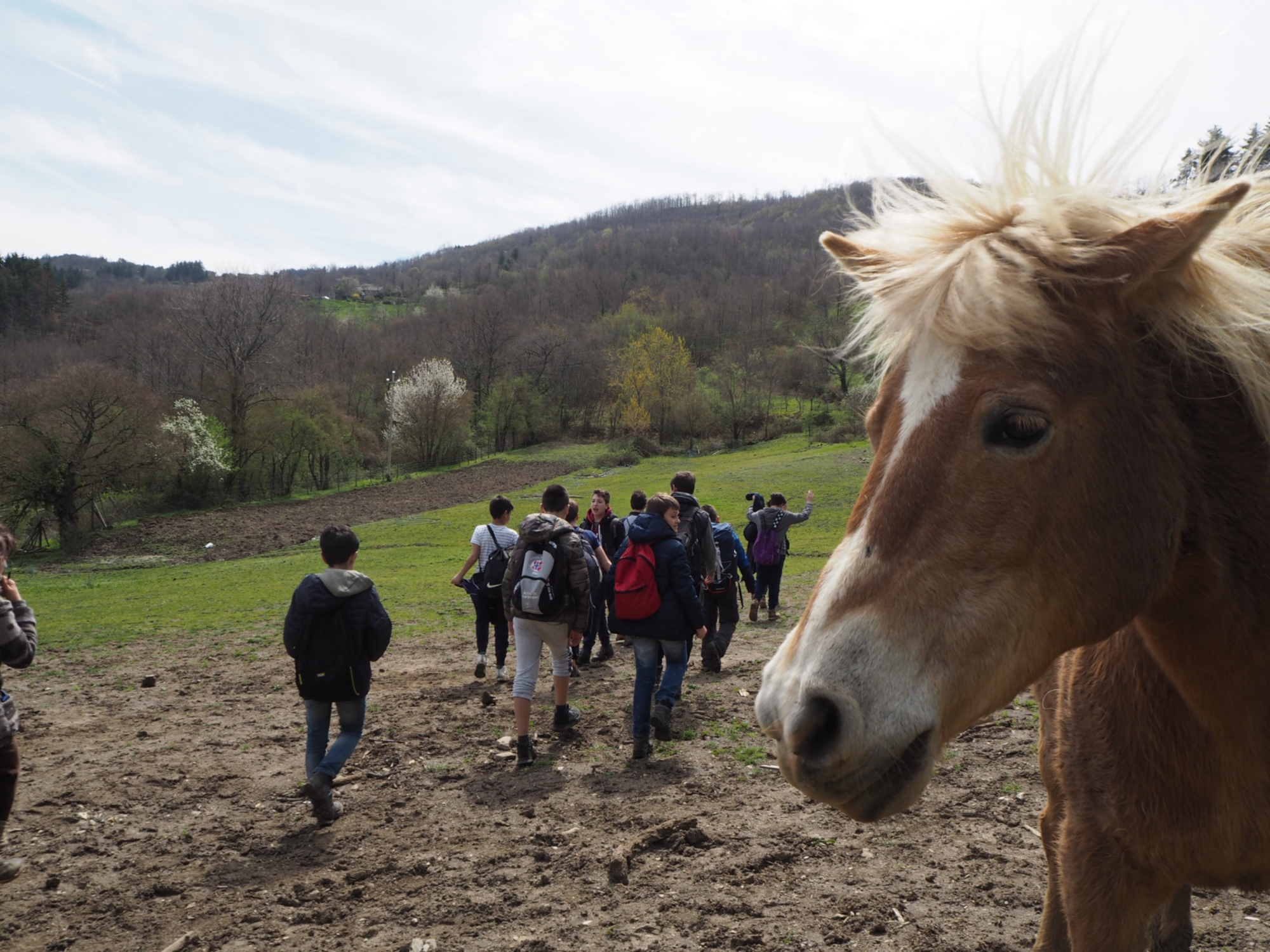 Ragazzi in un campo con in primo piano il muso di un cavallo