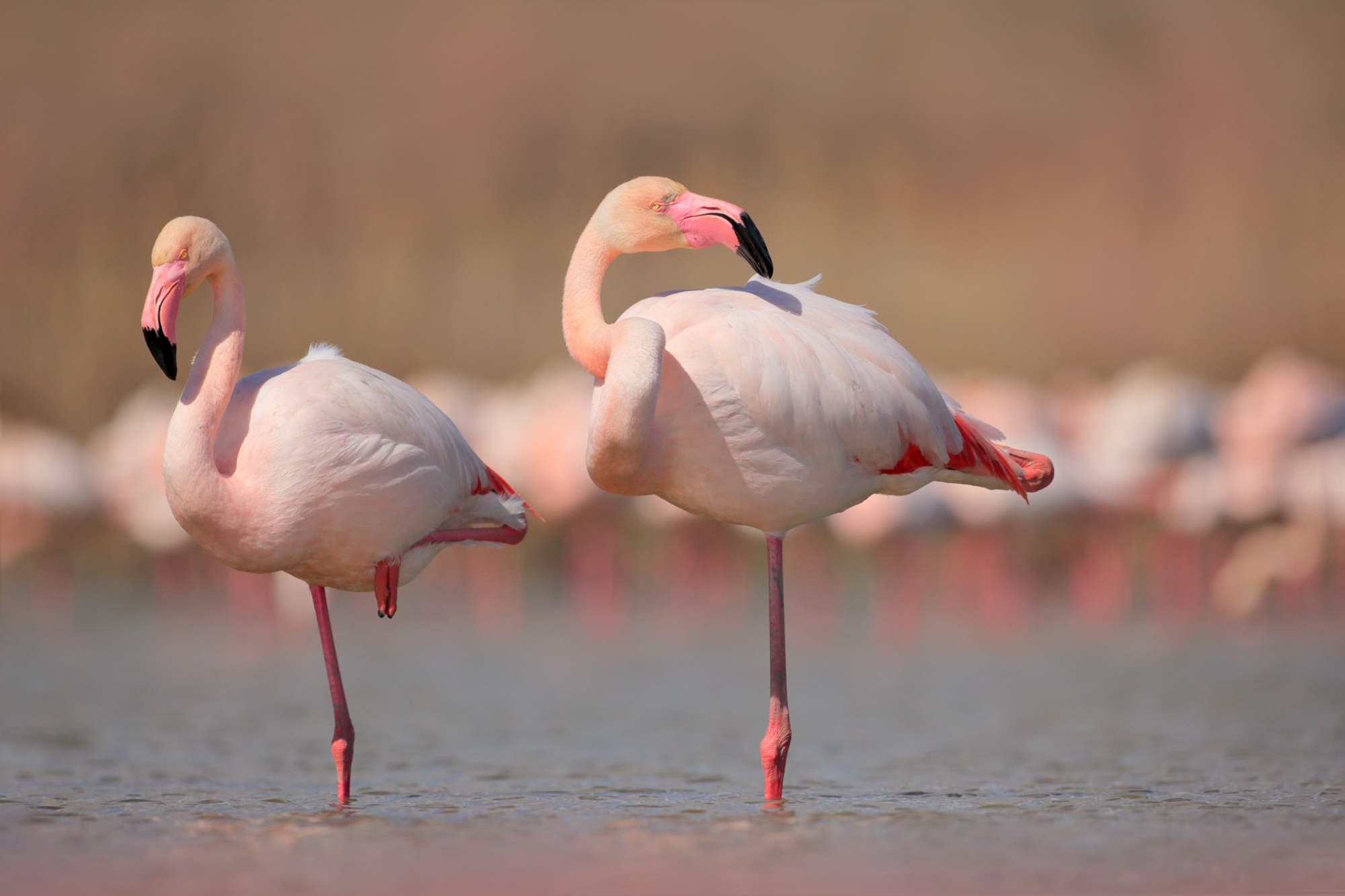 Fucecchio Marshland