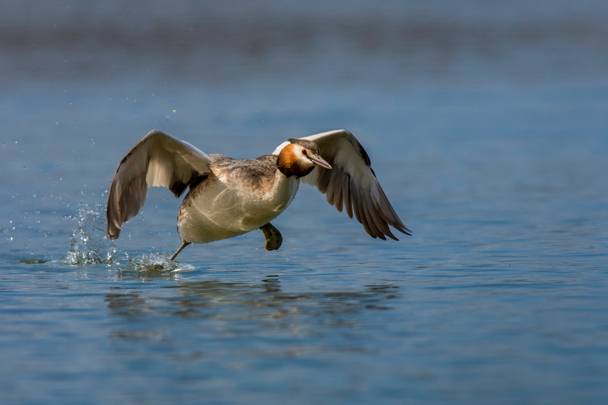 Vogelbeobachtung im Sumpfgebiet von Fucecchio