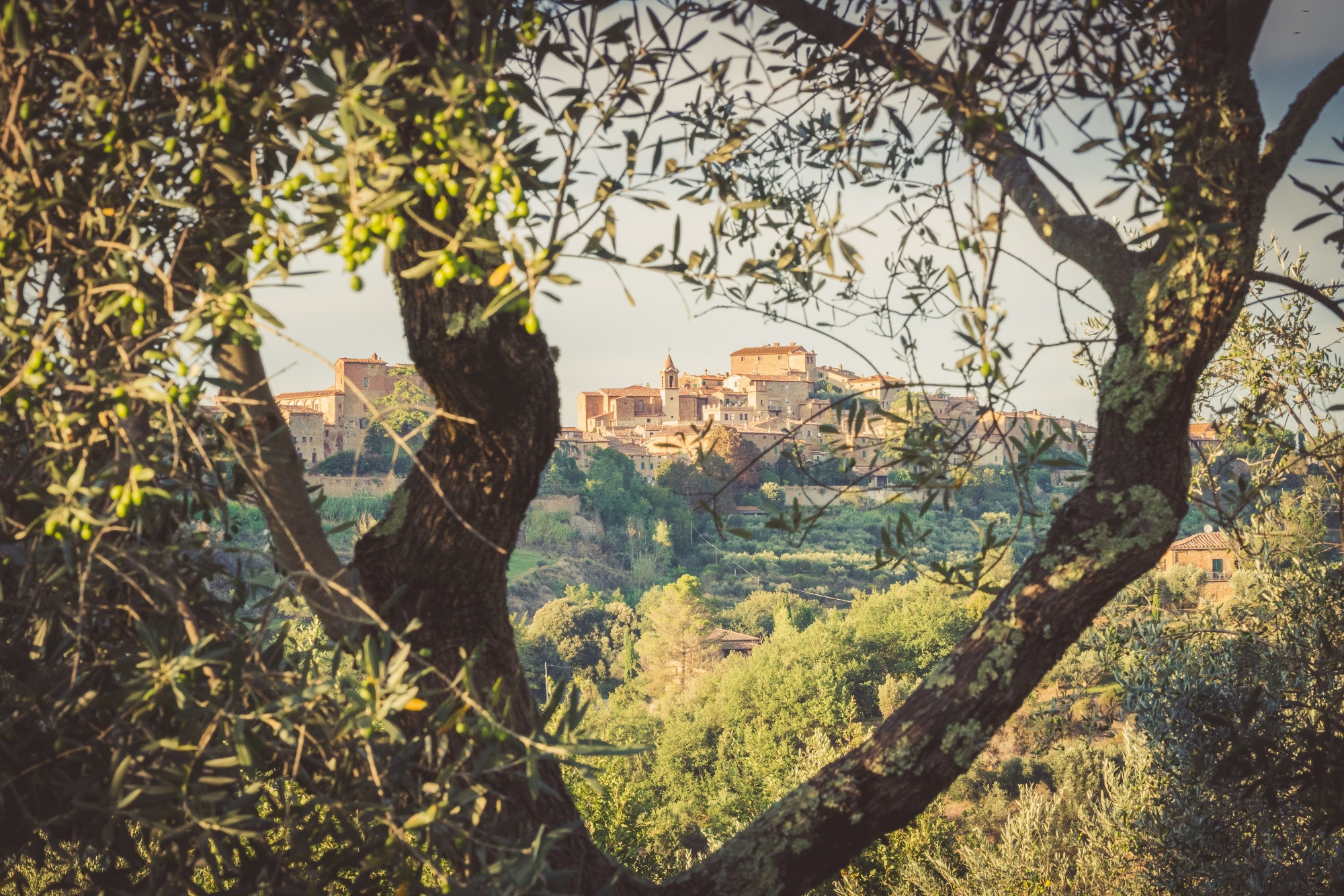 Panorama del borgo di Montisi fra gli ulivi