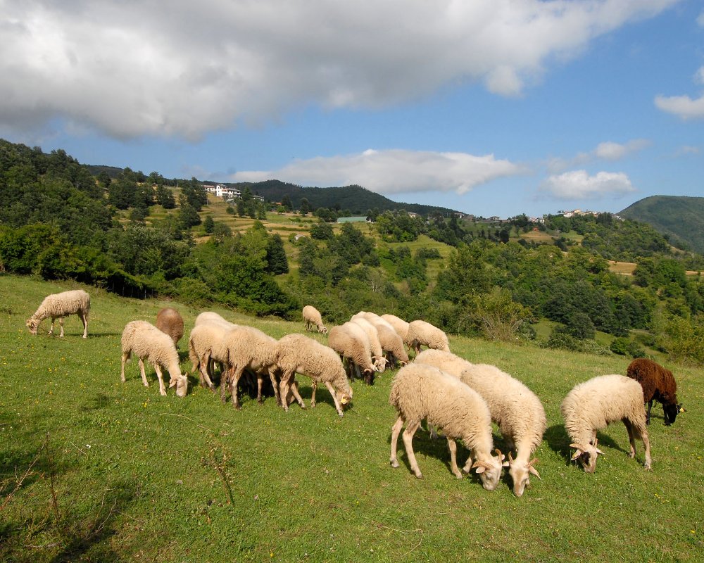 Weiden van Zeri Weiden van Zeri
