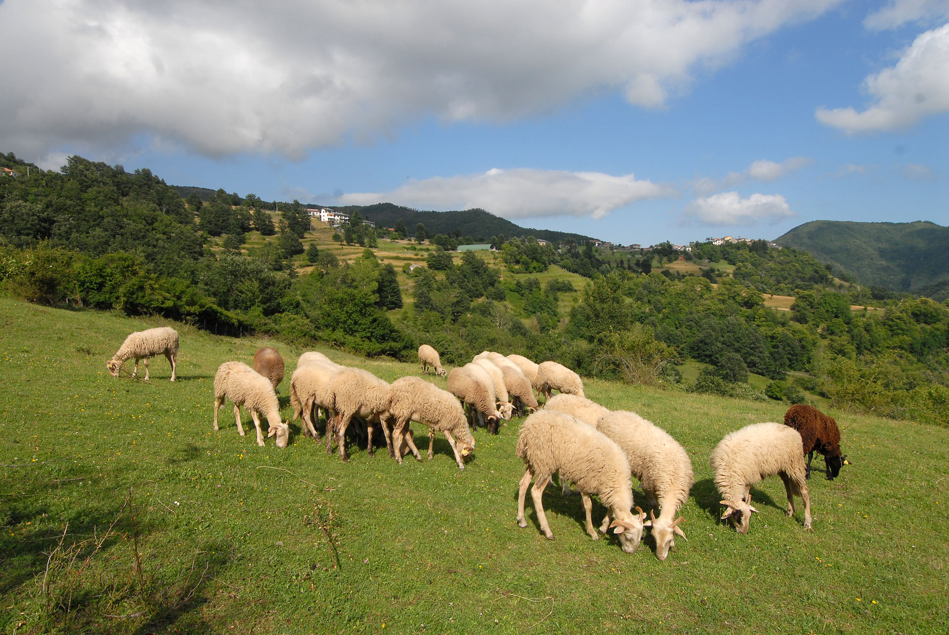 Pascoli di Zeri