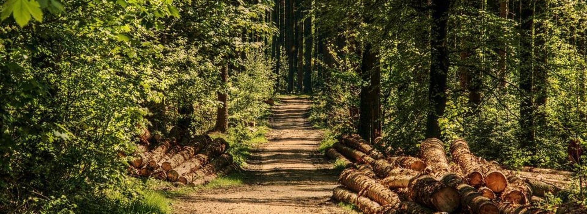Trekking su percorso ad anello tra i boschi della Valdichiana Trekking su percorso ad anello tra i boschi della Valdichiana