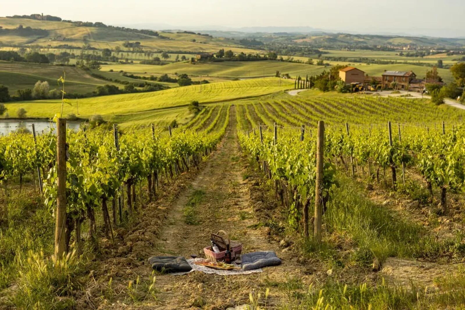 Montalcino: exclusive picnic surrounded by vineyards