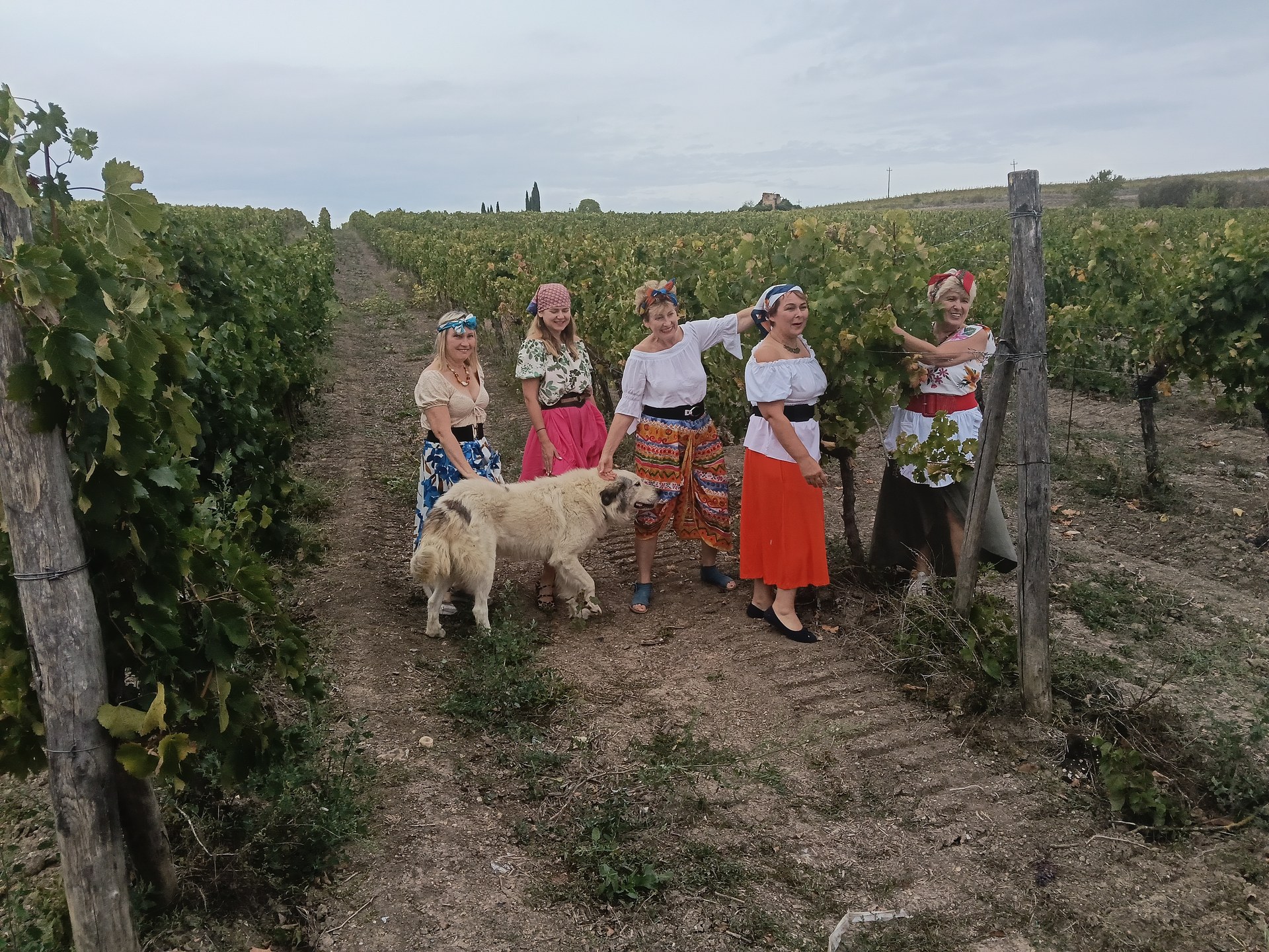 A group of guests in colorful clothing, accompanied by a large white dog, walking between the rows of a Chianti vineyard