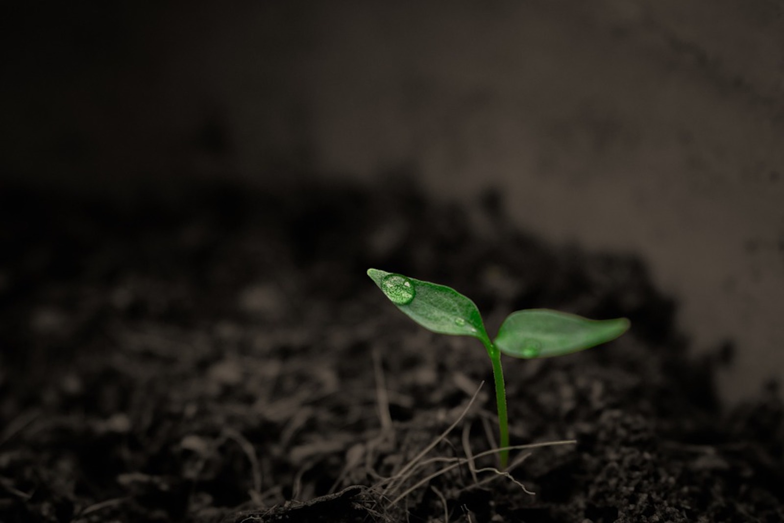 plant-2551467_960_720.jpg