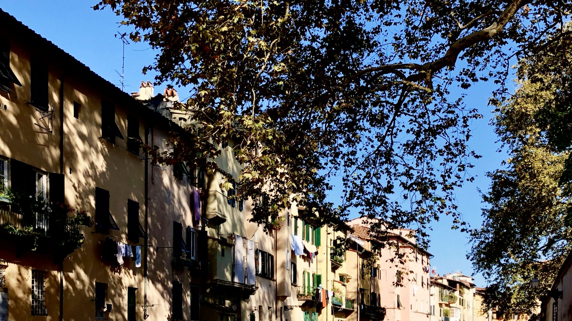 Les frondes du platane de la Villa Bottini dépassent de la Via dei Fossi