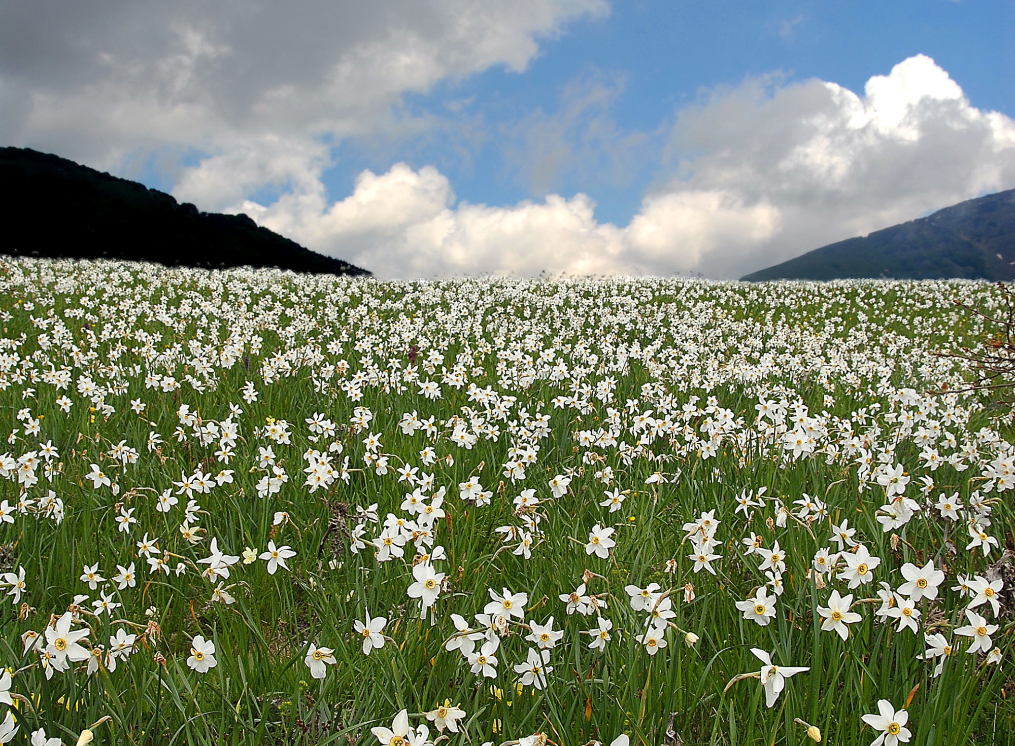 Tra Castelli scomparsi e praterie fiorite in Lunigiana